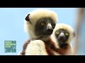 Baby Sifaka Lemur at the Wildlife Conservation Society Bronx Zoo