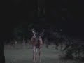 Deer1 Deer1
