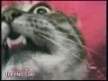 Gato Falante