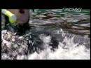 Shark Bites - Man Loses Arm to Shark