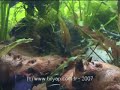 Low-tech biotope aquarium in its first months
