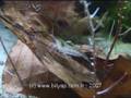 Low-tech biotope aquarium in its first months