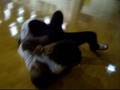 videos de fem vs stud fight