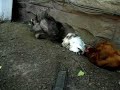 Chickens Taking a Dust Bath