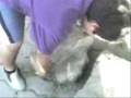 videos de Hulk El lucho increible