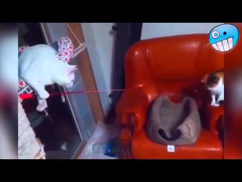 Funny Videos 2015 Funny Fails Funny Cat Video Funny Cats Funny Vines Funny Animals