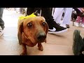 Hot Dog Derby