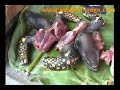amazon-rainforest-lodge-part-1.html