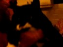 Bounty de kat