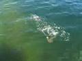 Seatrout