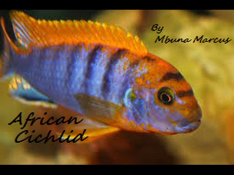 how to care for mbuna cichlids