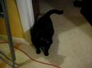 Kitty\