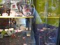 Why I am the claw machine MASTER