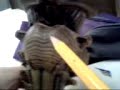 brain stem