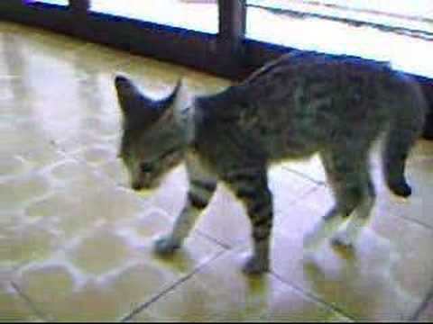 Eye of the Cat: Rickettsia
