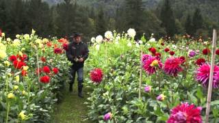 #831 Dahliengärtnerei von Peter Haslhofer und Theresia Dietl