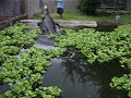 Feeding a Giant Croc (Original Upload)