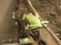 Female red eye tree frog