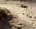 L�a roul� boul�