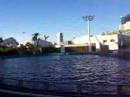 Ballo di delfini a Valencia