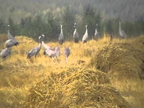 животное журавли
