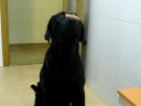 Labrador retriever