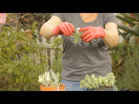 how to transplant burro's tail
