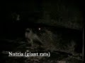 Giant Rats!   Nutria/Coypu