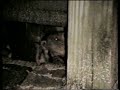 Giant Rats!   Nutria/Coypu
