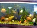 Este aquário tem 500 lts de água onde vivem 6 papagaios e diversos outros peixes 