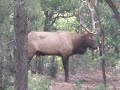 Elk urinating at Grand Canyon