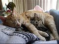 かわいい猫動画