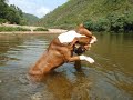 pit bull eryn drago \"the beauty\" red nose pit bull eryn drago \"the beauty\" red nose