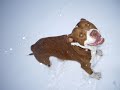 pit bull eryn drago the beauty red nose