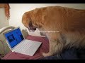 mr woofy hunts for angry kitty