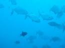 Blue Trevally Blue Trevally