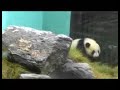 Wolong Panda Wolong Panda