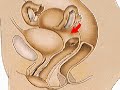 How-the-Body-Works-F
