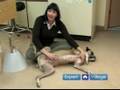 Emergency Dog Health Care: Tips & Techniques for Pet Owners : Tips For Treating Injuries to a Dog's Genitals