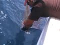 Bahrain Big Game Fishing Salalah 2008
