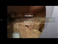 Hamster Project Part 1
