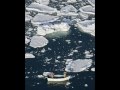 Masacre de Focas en canada
