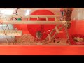 Hamster