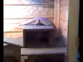 My Savannah Monitor Bruno in his finished NEW enclosure My Savannah Monitor Bruno in his finished NEW enclosure