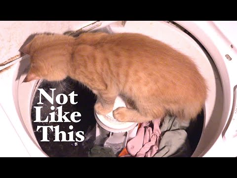 Without Getting Scratched - Quick Low Stress Bathing Method