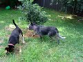 Willy the Scared Cattle Dog