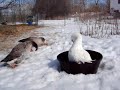 Pilgrim geese