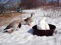 Pilgrim geese