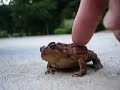 Toad enjoys scratching