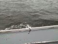 May 17 2008 - VID00010